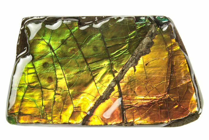 Iridescent Ammolite (Fossil Ammonite Shell) - Alberta #265107